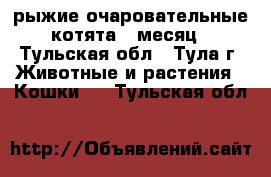 рыжие очаровательные котята,1 месяц - Тульская обл., Тула г. Животные и растения » Кошки   . Тульская обл.